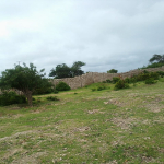 1-25m-for-salein-casuarina