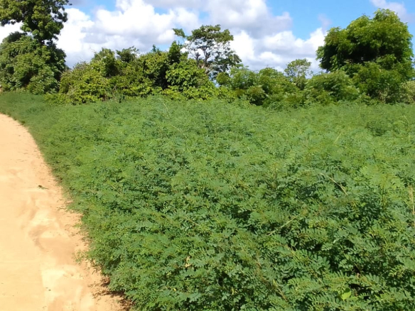 mkaazi-3-acre-kakoneni-market-center-10