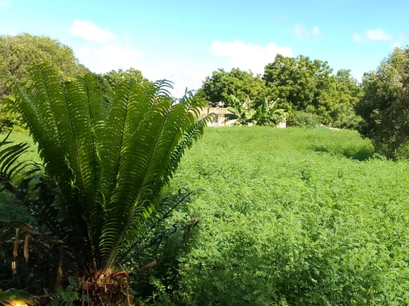 mkaazi-3-acre-kakoneni-market-center-3
