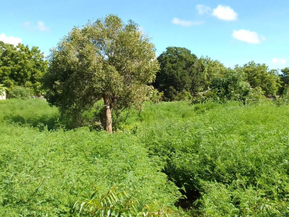 mkaazi-3-acre-kakoneni-market-center-4