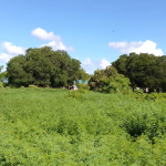 mkaazi-3-acre-kakoneni-market-center-5