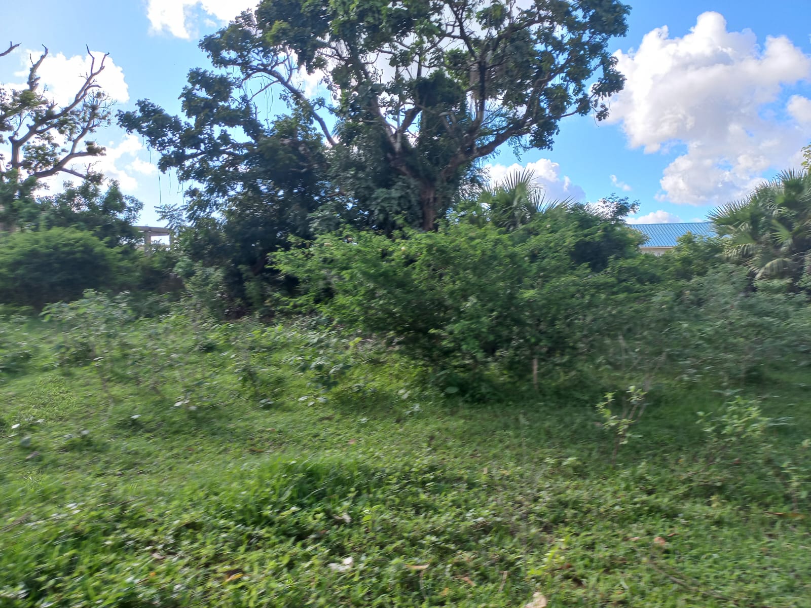 quater-acre-for-sale-in-mtangani-2