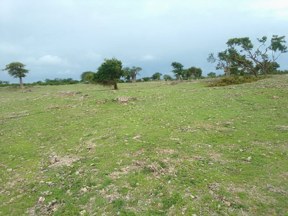 plots-for-saleon-casuriana-road-malindi