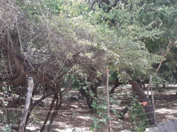 1-acre-for-sale-in-casuarina-fenced