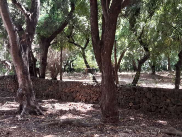 1-acre-for-sale-in-casuarina-mature-trees