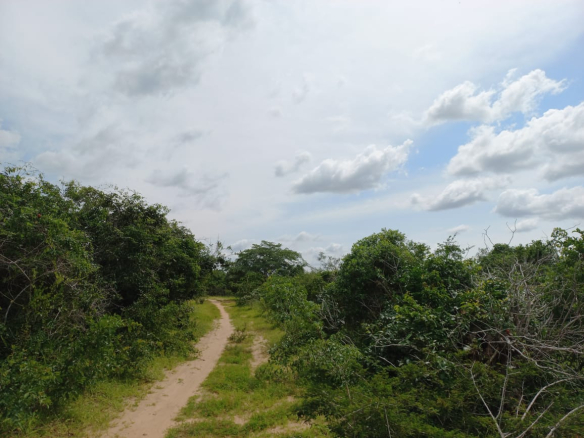 agricultural-land-for-sale-in-kakoneni-230-acres