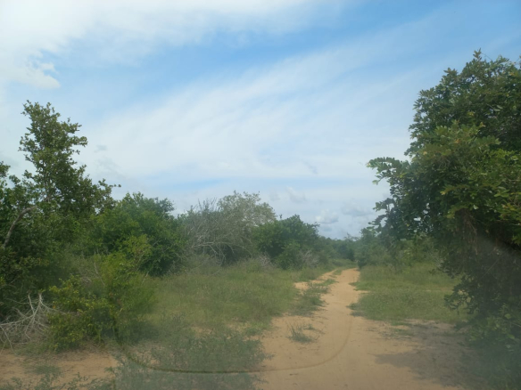 kakoneni-230-acre-farm-for-sale