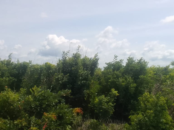 mkaazi-2nd-row-beach-plot-jacaranda-4