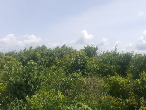 mkaazi-2nd-row-beach-plot-jacaranda-5