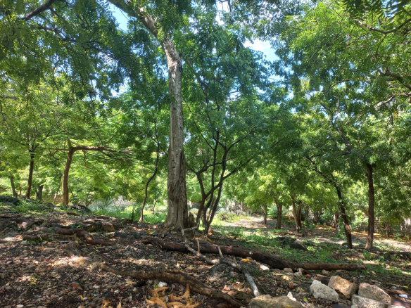 mkaazi-half-acre-next-to-paparemo-watamu-3