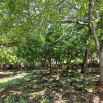 mkaazi-half-acre-next-to-paparemo-watamu-5