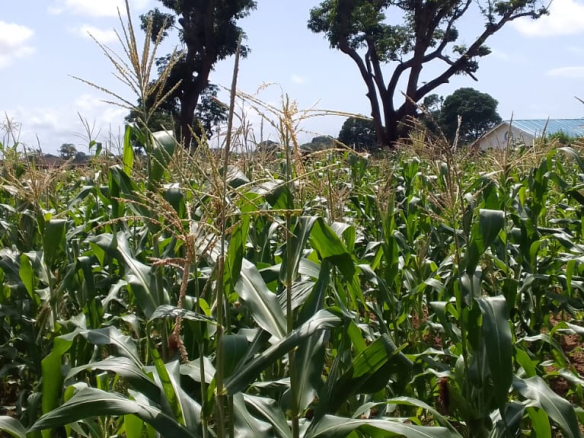 mkaazi-quoter-acre-mtangani-1