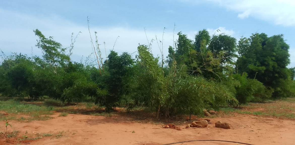 mkaazi-quoter-acre-bamboo-farm-land-1-2