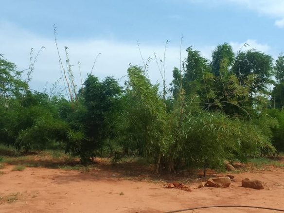 mkaazi-quoter-acre-bamboo-farm-land-1-2
