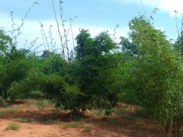 mkaazi-quoter-acre-bamboo-farm-land-14-2