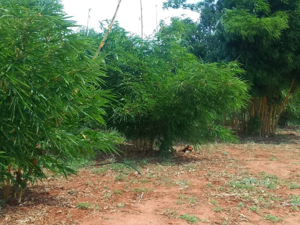 mkaazi-quoter-acre-bamboo-farm-land-15-2