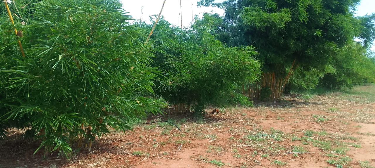 mkaazi-quoter-acre-bamboo-farm-land-15-2