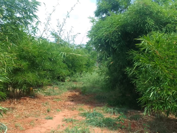 mkaazi-quoter-acre-bamboo-farm-land-2-2