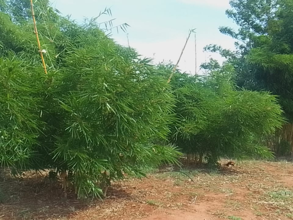 mkaazi-quoter-acre-bamboo-farm-land-3-2