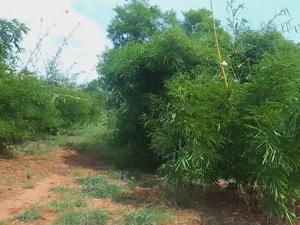 mkaazi-quoter-acre-bamboo-farm-land-5-2