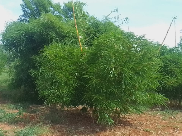 mkaazi-quoter-acre-bamboo-farm-land-6-2