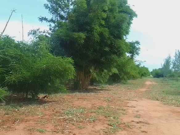 mkaazi-quoter-acre-bamboo-farm-land-7-2