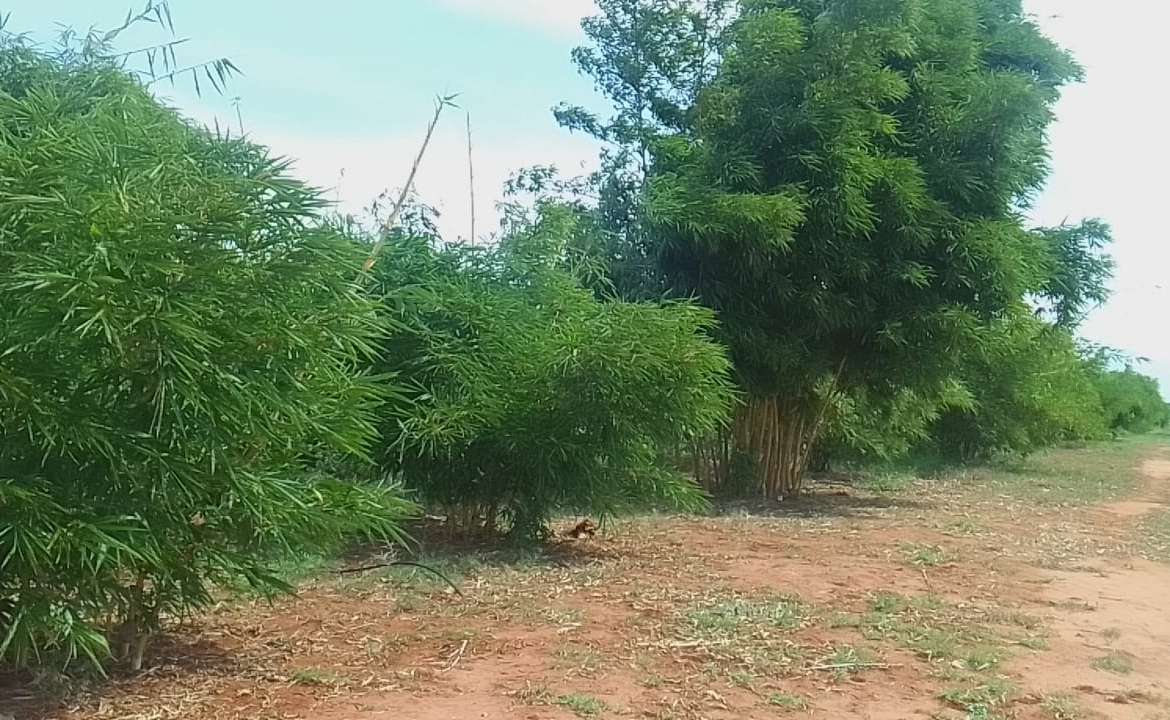 mkaazi-quoter-acre-bamboo-farm-land-8-2