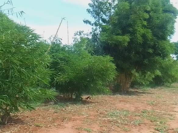mkaazi-quoter-acre-bamboo-farm-land-8-2