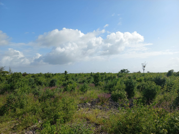 mayungu-quarter-acres-for-sale