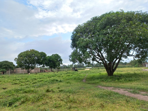 mkaazi-1acre-ganda-for-sale-4