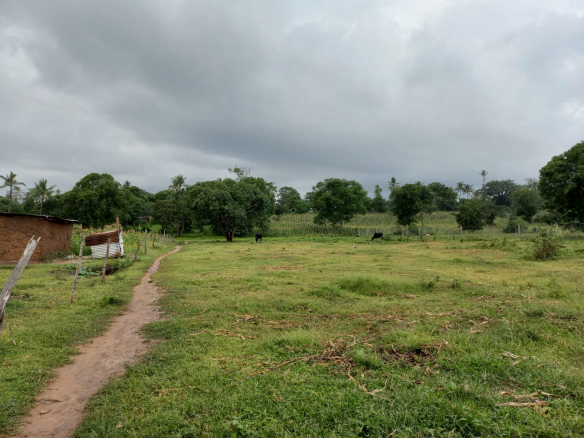 mkaazi-1acre-ganda-for-sale-5