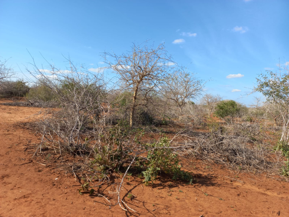 mkaazi-5-acres-farm-at-bombi-3