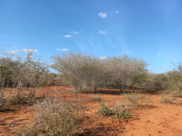 mkaazi-5-acres-farm-at-bombi-4