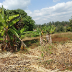 mkaazi-50by100-plots-kabati-muranga-3