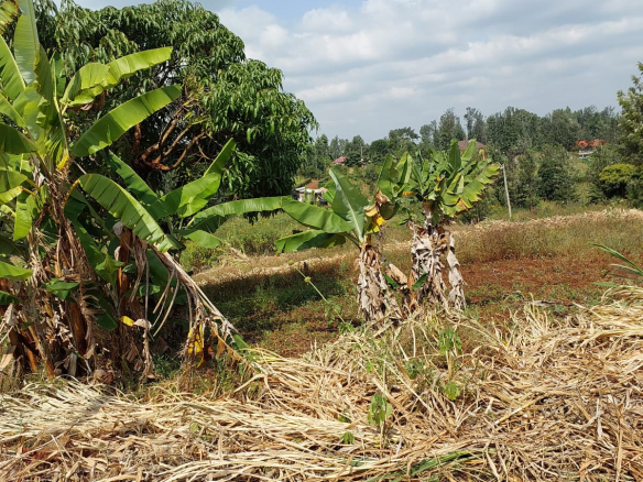 mkaazi-50by100-plots-kabati-muranga-3