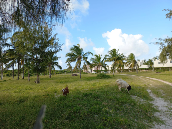 mkaazi-6-5-acres-st-thomas-for-sale-7