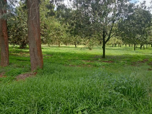 Thika Grove plots for sale