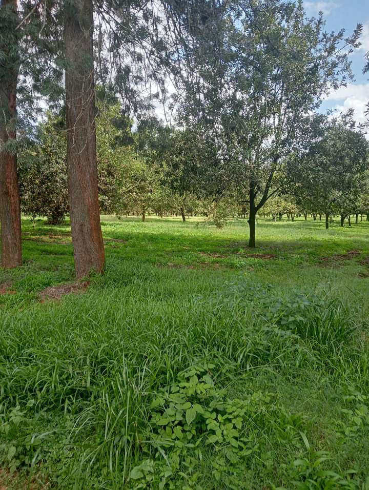 Thika Grove plots for sale