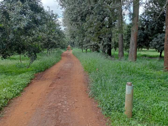 Thika Grove plots for sale