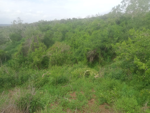 mkaazi-garashi-farm-land-for-sale-10