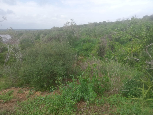 mkaazi-garashi-farm-land-for-sale-2