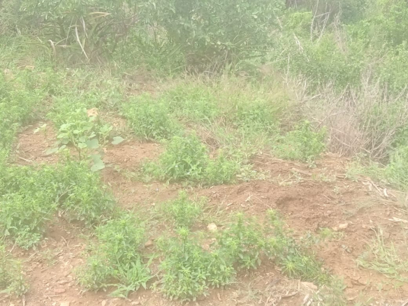 mkaazi-garashi-farm-land-for-sale-6