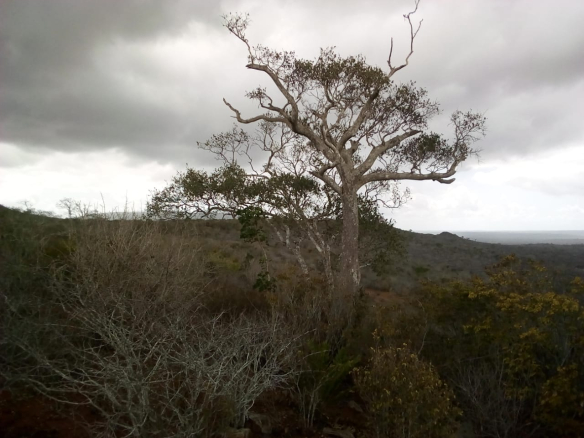 mkaazi-mwangea-4000-acres-for-sale-2