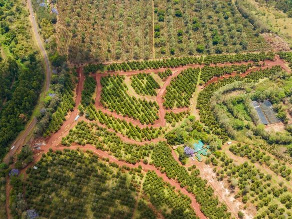 Thika Grove plots for sale