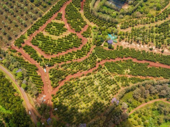 Thika Grove plots for sale