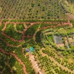 Thika Grove plots for sale