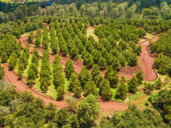 Thika Grove plots for sale