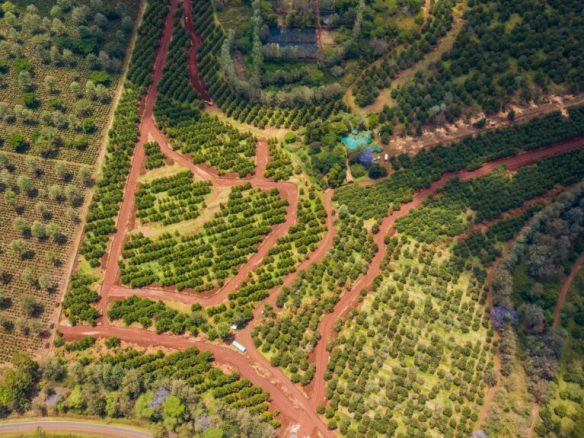 Thika Grove plots for sale