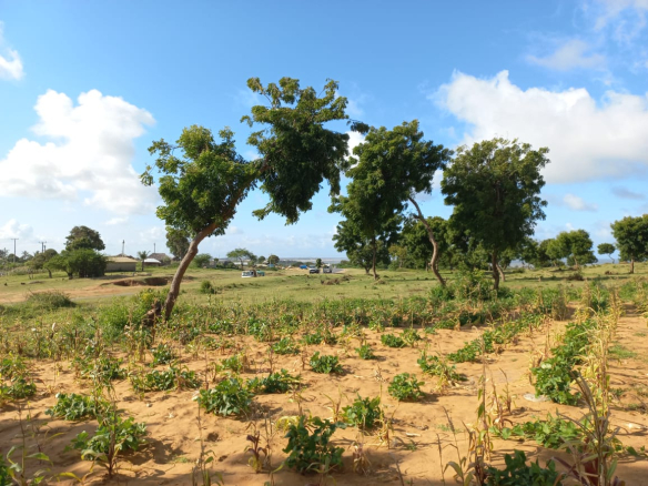 50-by-100-plots-mamburi-ocean-view-mkaazi-5