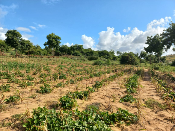 50-by-100-plots-mamburi-ocean-view-mkaazi-8